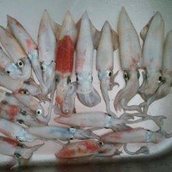 ケンサキイカ過去最多